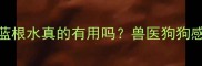 拉布拉多喝板蓝根水真的有用吗兽医狗狗感冒预防全攻略