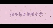 拉布拉多换毛小犬