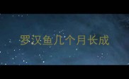 罗汉鱼几个月长成