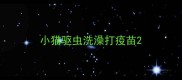 小猫驱虫洗澡打疫苗