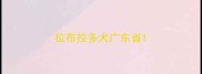 拉布拉多犬广东省