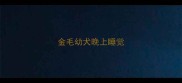金毛幼犬晚上睡觉