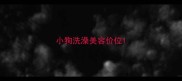 小狗洗澡美容价位
