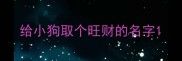 给小狗取个旺财的名字