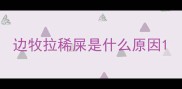 边牧拉稀屎是什么原因