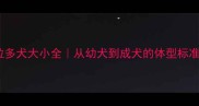纯种拉布拉多犬大小全从幼犬到成犬的体型标准与饲养指南