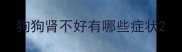 狗狗肾不好有哪些症状