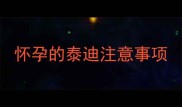 怀孕的泰迪注意事项