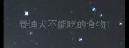泰迪犬不能吃的食物
