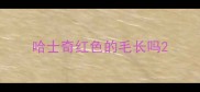 哈士奇红色的毛长吗
