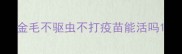 金毛不驱虫不打疫苗能活吗