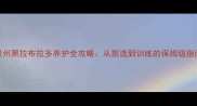 贵州黑拉布拉多养护全攻略从挑选到训练的保姆级指南
