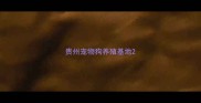 贵州宠物狗养殖基地