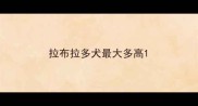 拉布拉多犬最大多高