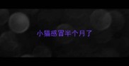 小猫感冒半个月了