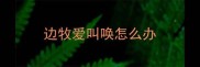 边牧爱叫唤怎么办