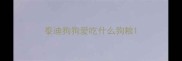 泰迪狗狗爱吃什么狗粮