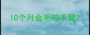 10个月金毛咬手臂
