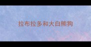 拉布拉多和大白熊狗
