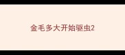 金毛多大开始驱虫
