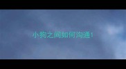 小狗之间如何沟通
