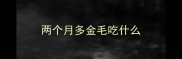 两个月多金毛吃什么