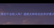 拉布拉多猎犬真的不会咬人吗温顺犬种背后的养护要点家庭宠首选