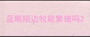 蓝眼陨边牧能繁殖吗