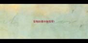 宠物防爆冲胸背带