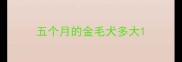 五个月的金毛犬多大