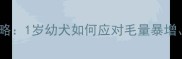 哈士奇换毛期护理全攻略1岁幼犬如何应对毛量暴增皮肤瘙痒和泪痕问题