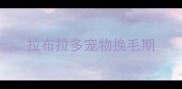 拉布拉多宠物换毛期
