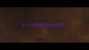 怎么给泰迪狗狗拔耳毛