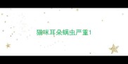 猫咪耳朵螨虫严重