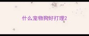 什么宠物狗好打理