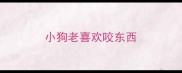小狗老喜欢咬东西