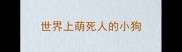世界上萌死人的小狗