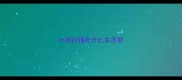 小狗拉稀吃什么东西好