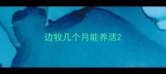 边牧几个月能养活