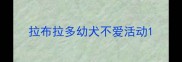 拉布拉多幼犬不爱活动