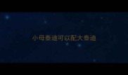 小母泰迪可以配大泰迪