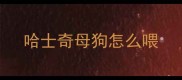 哈士奇母狗怎么喂