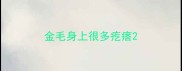 金毛身上很多疙瘩