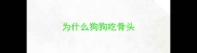 为什么狗狗吃骨头