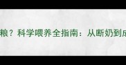 泰迪幼犬多大吃狗粮科学喂养全指南从断奶到成犬的黄金期管理