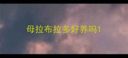 母拉布拉多好养吗
