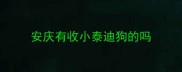 安庆有收小泰迪狗的吗