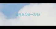 金毛多久修一次毛