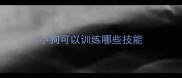 小狗可以训练哪些技能