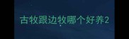 古牧跟边牧哪个好养